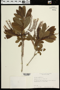 Cyrilla racemiflora image