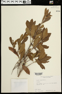 Cyrilla racemiflora image
