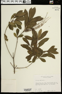 Cyrilla racemiflora image