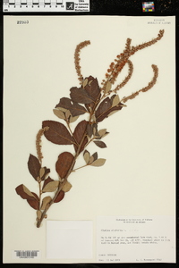 Clethra alnifolia image