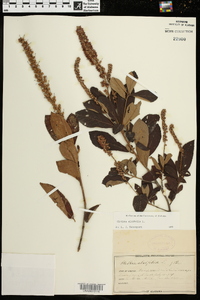 Clethra alnifolia image