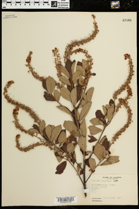 Clethra tomentosa image