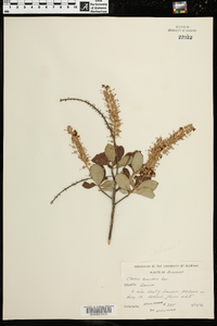 Clethra tomentosa image