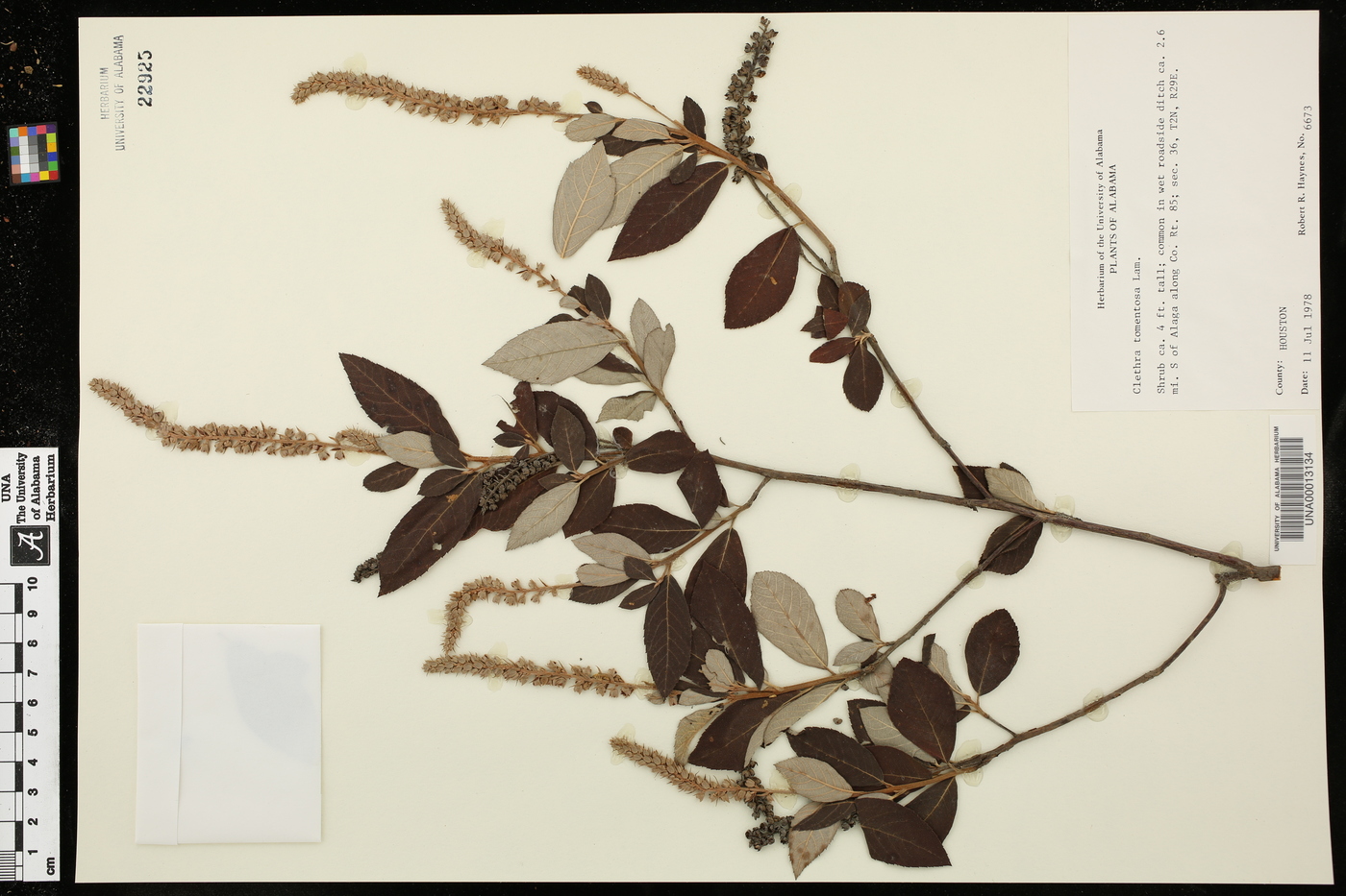Clethra tomentosa image