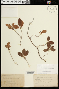 Gaultheria procumbens image