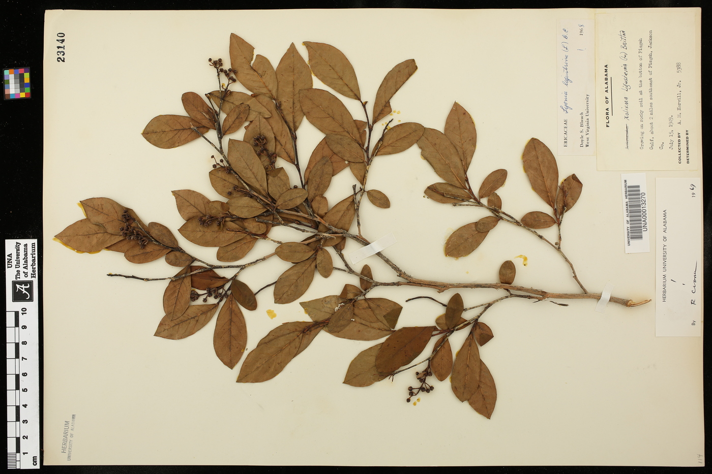 Xolisma ligustrina image