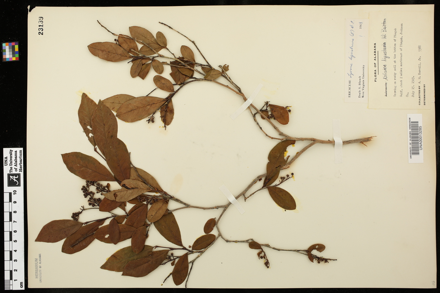 Xolisma ligustrina image