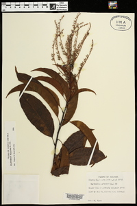 Oxydendrum arboreum image