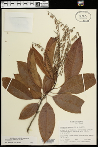 Oxydendrum arboreum image