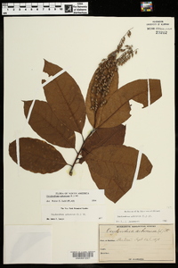 Oxydendrum arboreum image