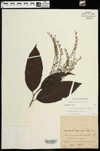 Oxydendrum arboreum image