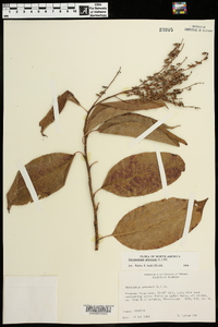 Oxydendrum arboreum image