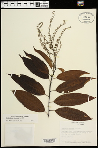 Oxydendrum arboreum image