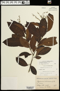 Oxydendrum arboreum image