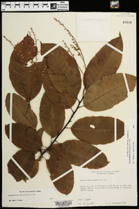 Oxydendrum arboreum image