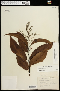 Oxydendrum arboreum image