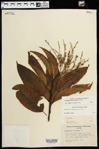 Oxydendrum arboreum image