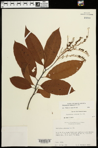 Oxydendrum arboreum image