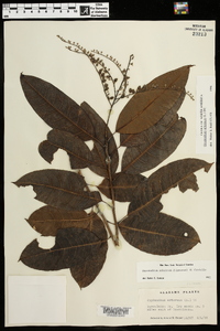 Oxydendrum arboreum image