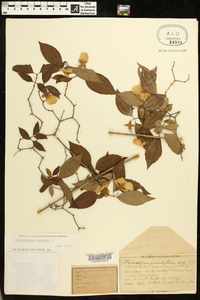 Philadelphus inodorus image