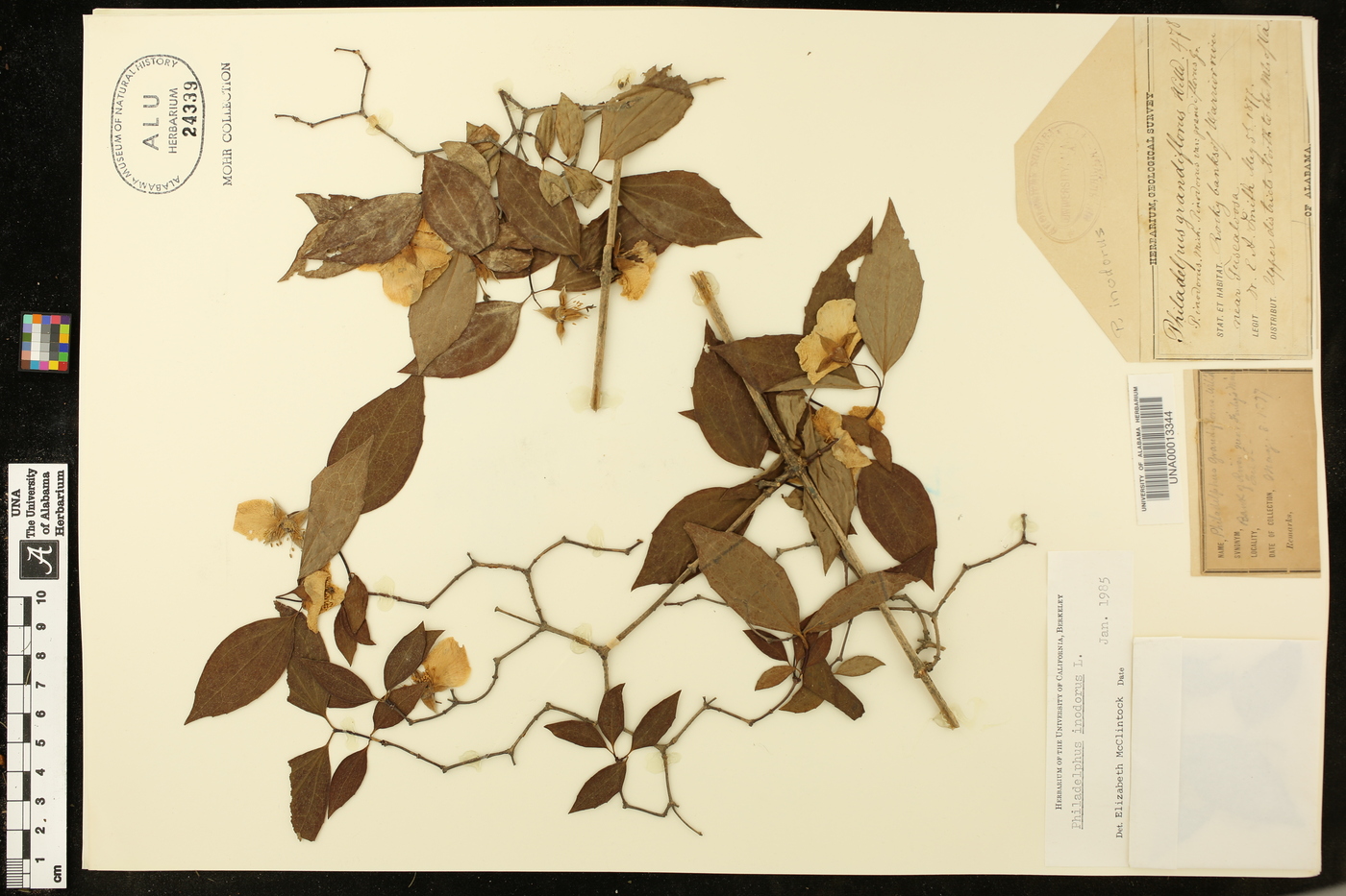 Philadelphus inodorus image