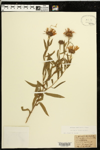 Grindelia lanceolata image