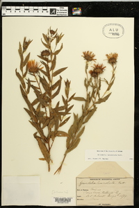 Grindelia lanceolata image