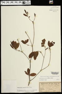 Rhododendron canescens image