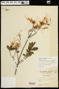 Rhododendron canescens image