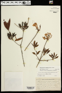 Rhododendron canescens image