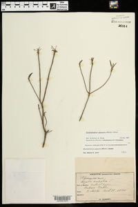 Rhododendron canescens image