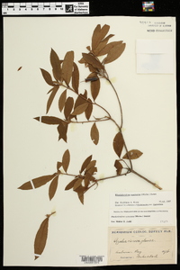 Rhododendron canescens image