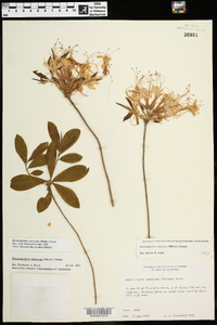 Rhododendron canescens image