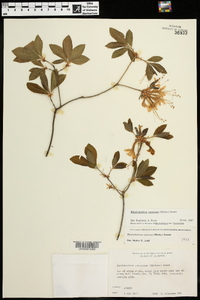 Rhododendron canescens image