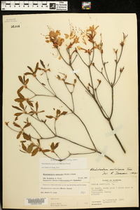 Rhododendron canadense image
