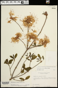 Rhododendron canescens image