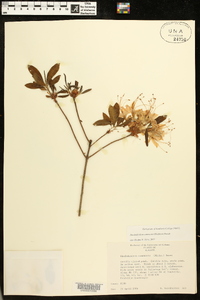 Rhododendron canescens image