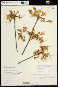 Rhododendron canescens image