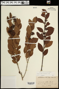 Lyonia lucida image