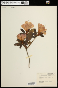 Rhododendron simsii image