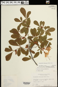 Rhododendron arborescens image