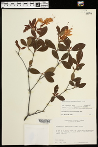 Rhododendron arborescens image