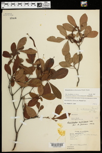 Rhododendron arborescens image