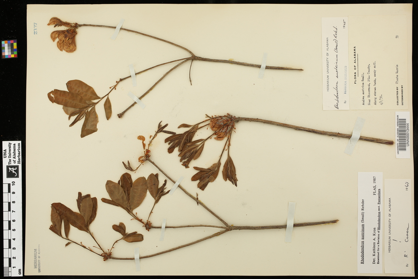 Rhododendron austrinum image