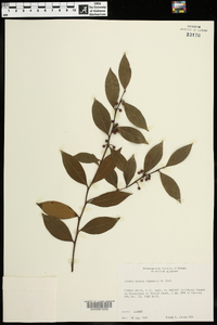 Lyonia lucida image