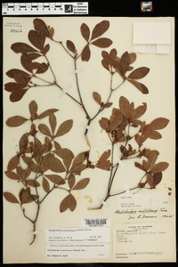 Rhododendron arborescens image