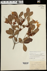 Rhododendron arborescens image