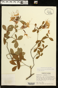 Rhododendron alabamense image