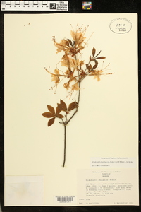 Rhododendron alabamense image