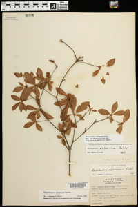 Rhododendron alabamense image